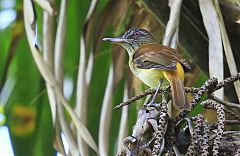 Bright-rumped Attila